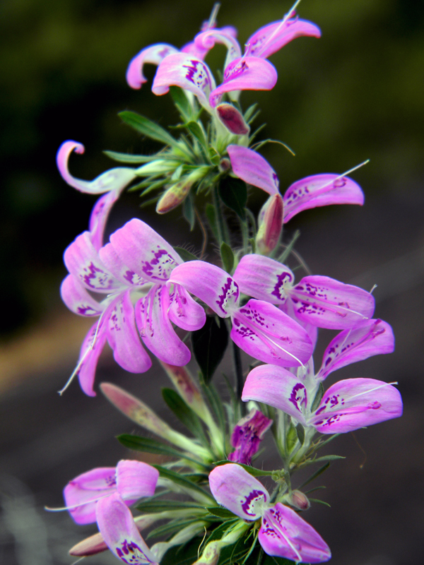 Dicliptera eFlora of India